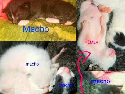 Gato raça SRD-ViraLata idade Abaixo de 2 meses nome GATOS SEM NOMES, ALEM DO ESPECIAL, CHAMADO THEODOR!!