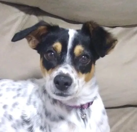 Cachorro raça SRD-ViraLata idade 1 ano nome Fred