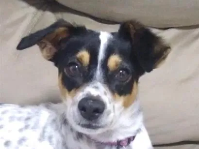 Cachorro raça SRD-ViraLata idade 1 ano nome Fred