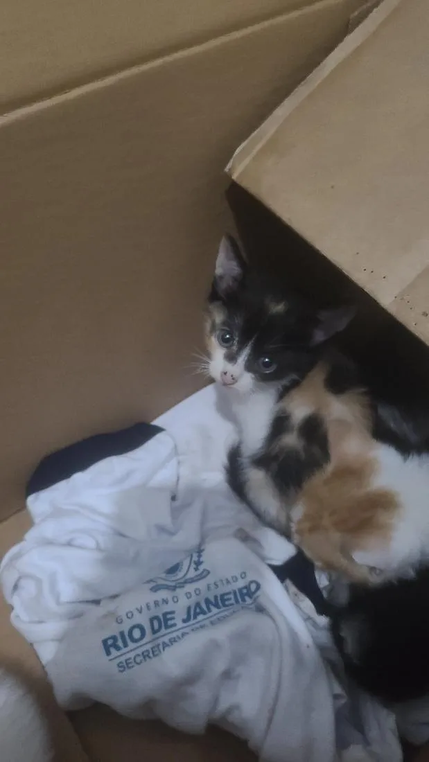 Gato raça SRD-ViraLata idade Abaixo de 2 meses nome não é definido 