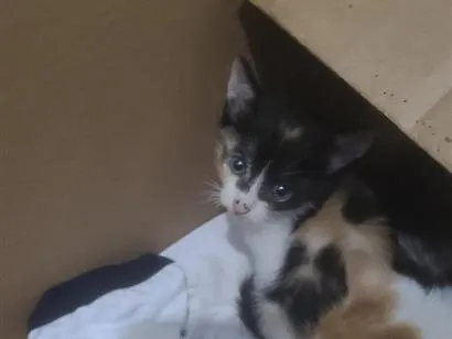 Gato raça SRD-ViraLata idade Abaixo de 2 meses nome não é definido 