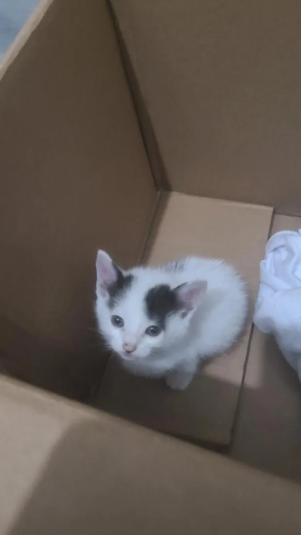 Gato raça SRD-ViraLata idade Abaixo de 2 meses nome não definido 