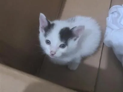 Gato raça SRD-ViraLata idade Abaixo de 2 meses nome não definido 