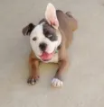 bradoock