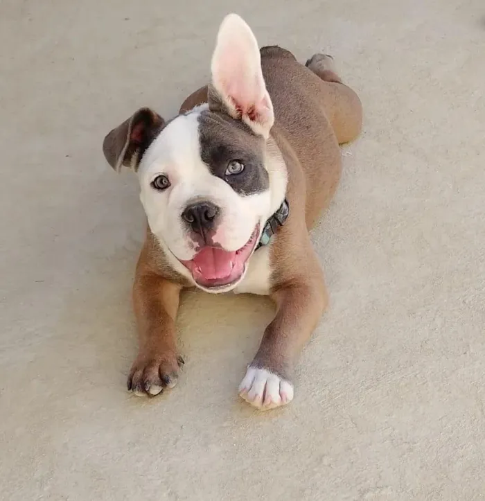 Cachorro raça Pit-Bull idade 2 anos nome bradoock