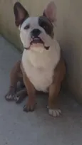 bradoock
