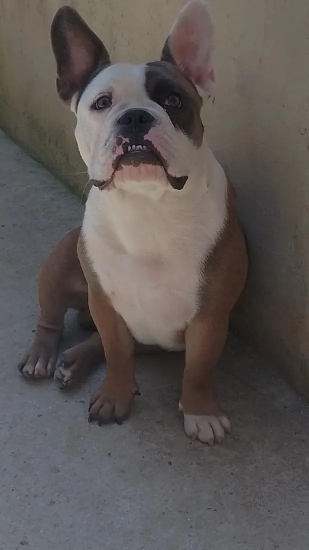 Cachorro raça Pit-Bull idade 2 anos nome bradoock