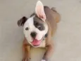 bradoock