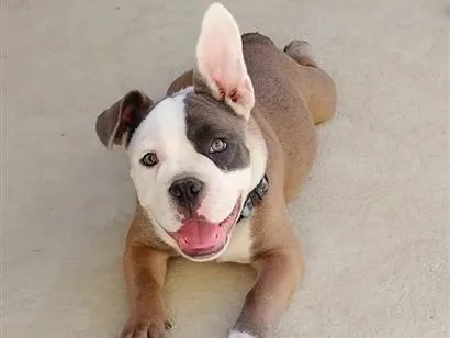 Cachorro raça Pit-Bull idade 2 anos nome bradoock