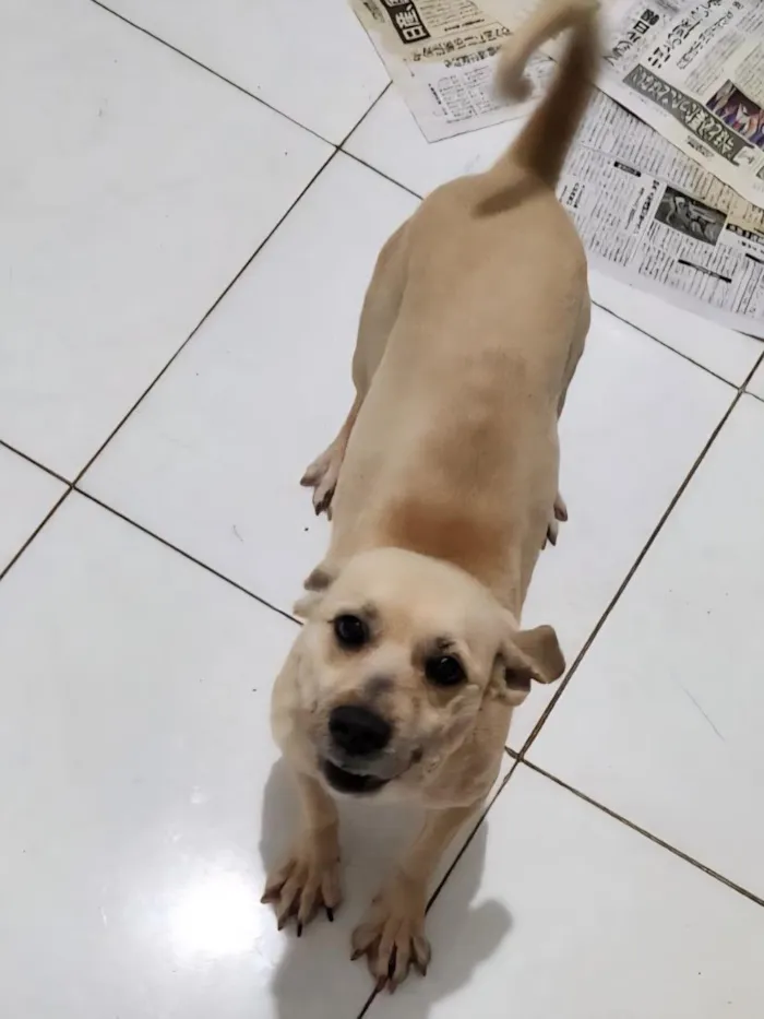 Cachorro raça SRD-ViraLata idade 7 a 11 meses nome Mel