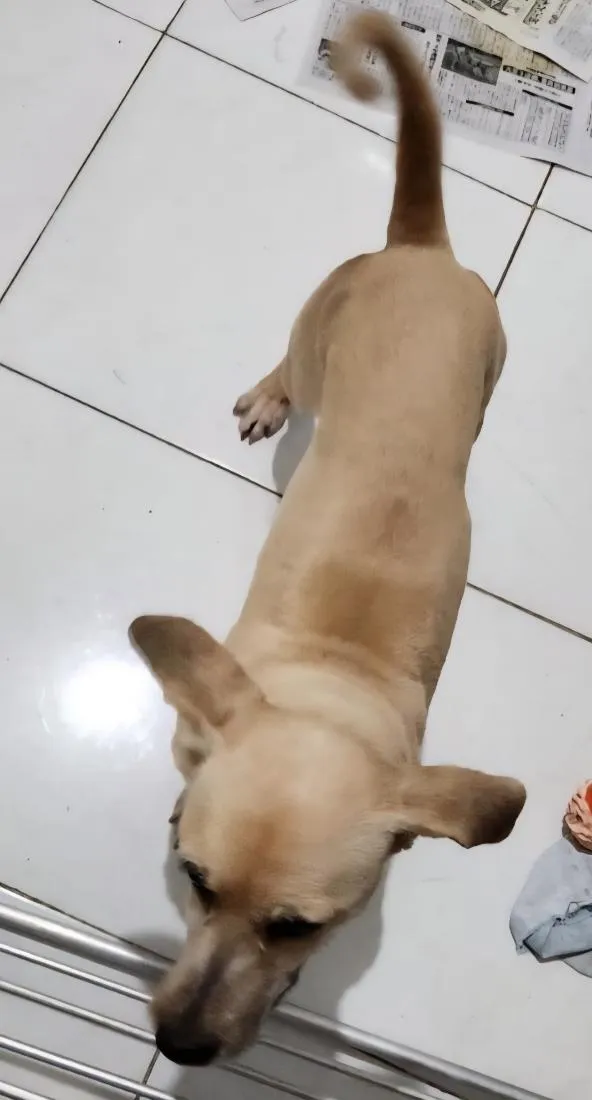 Cachorro raça SRD-ViraLata idade 7 a 11 meses nome Mel