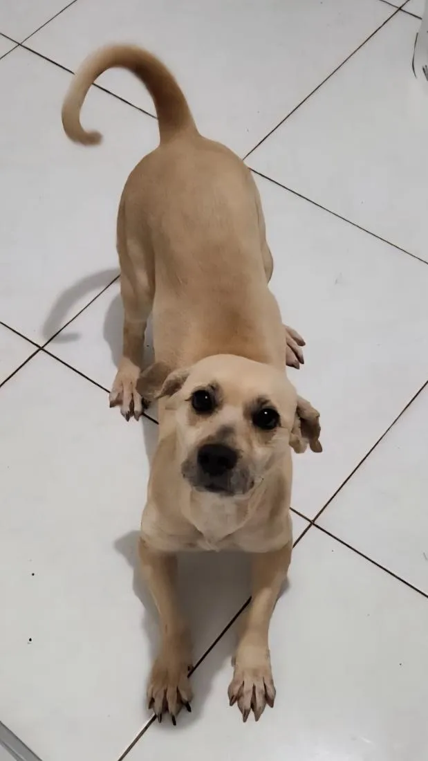 Cachorro raça SRD-ViraLata idade 7 a 11 meses nome Mel