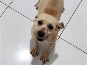 Cachorro raça SRD-ViraLata idade 7 a 11 meses nome Mel