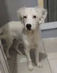FLOQUINHO 