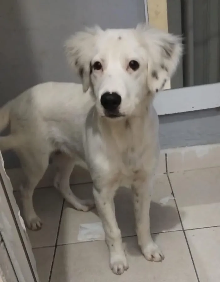 Cachorro raça SRD-ViraLata idade 2 a 6 meses nome FLOQUINHO 