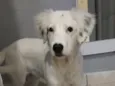 FLOQUINHO 