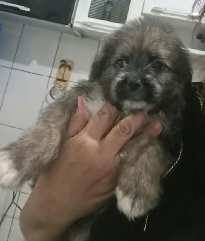 Cachorro raça Shitzu idade 2 a 6 meses nome SHITZU 