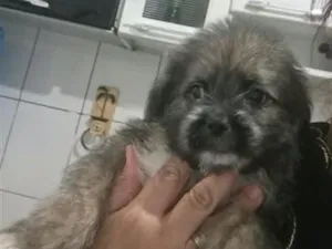 Cachorro raça Shitzu idade 2 a 6 meses nome SHITZU 
