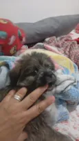 SHITZU 