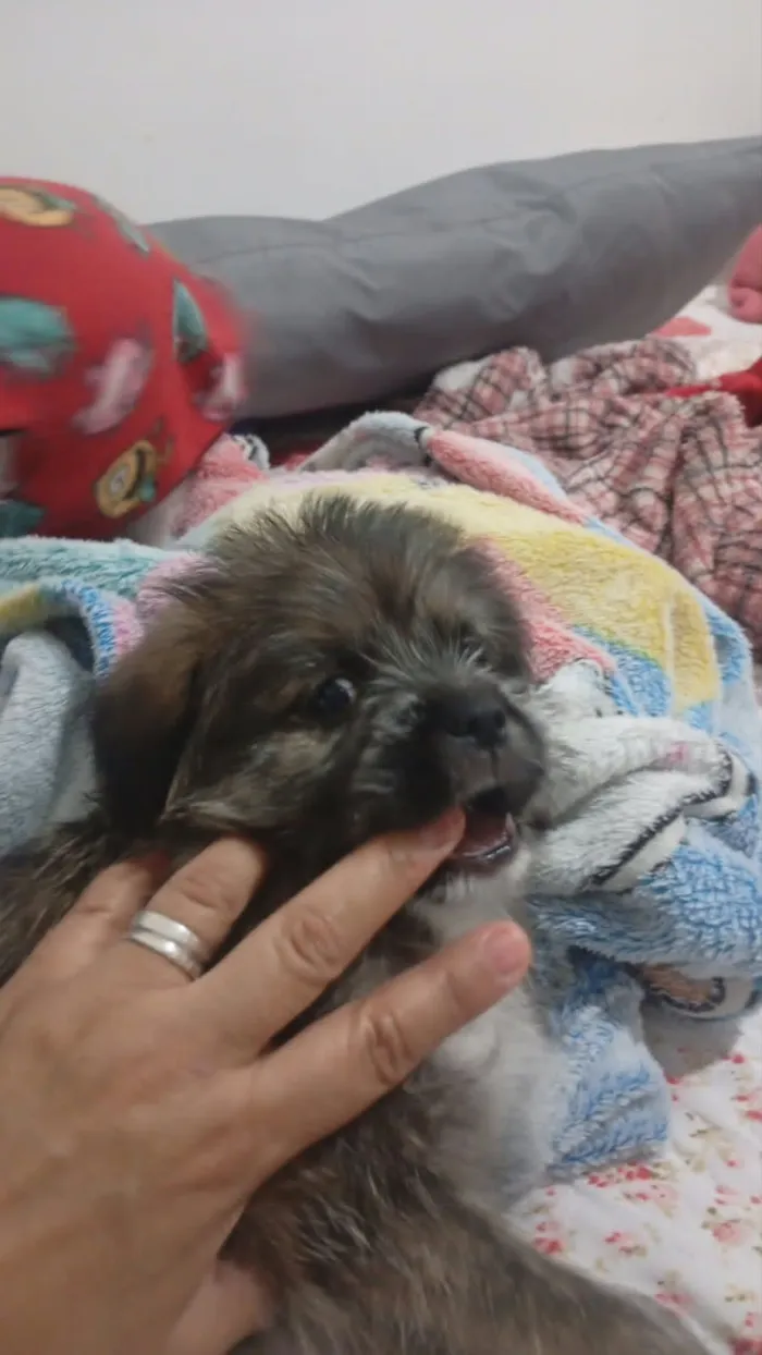 Cachorro raça Shitzu idade 2 a 6 meses nome SHITZU 