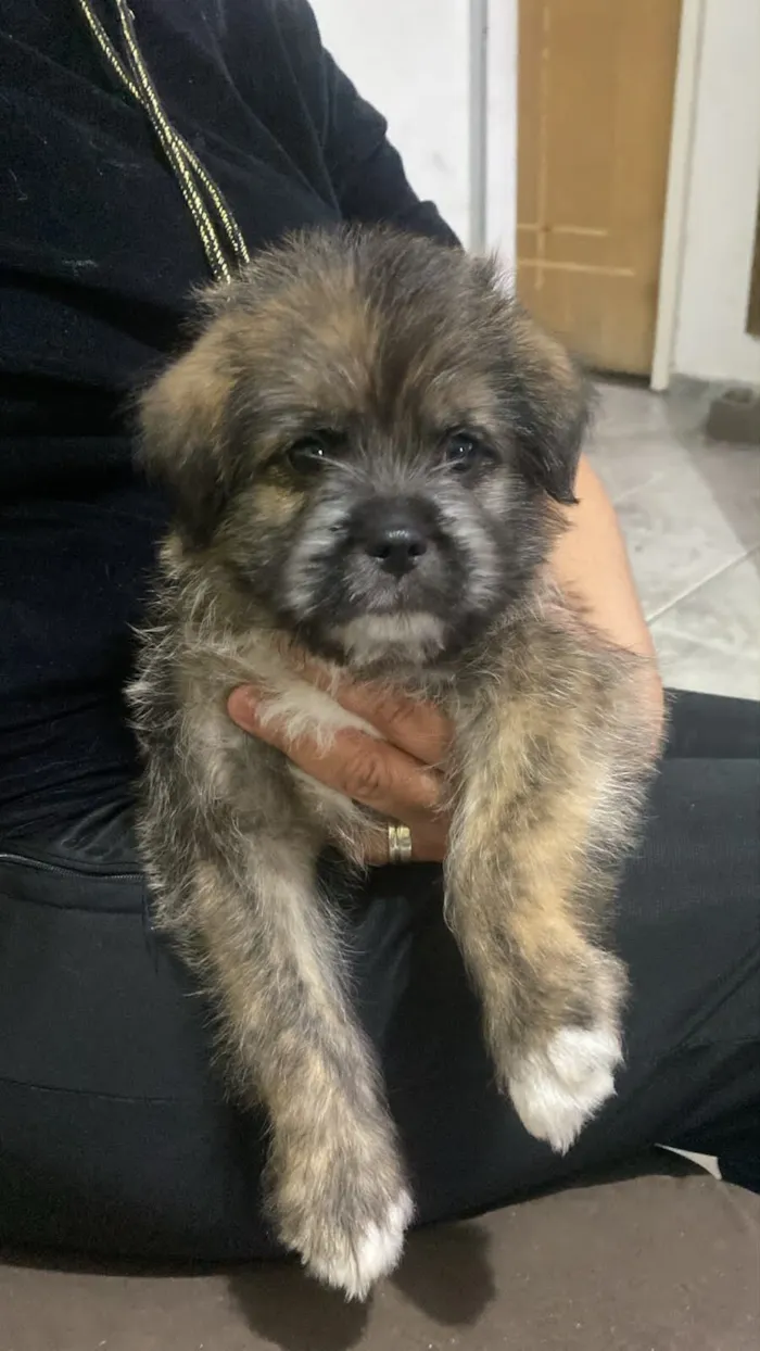 Cachorro raça Shitzu idade 2 a 6 meses nome SHITZU 