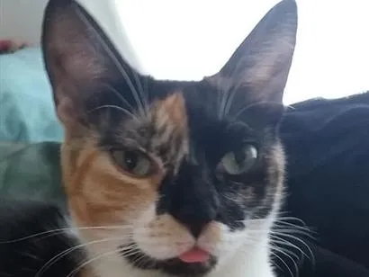Gato raça SRD-ViraLata idade 6 ou mais anos nome Muffin