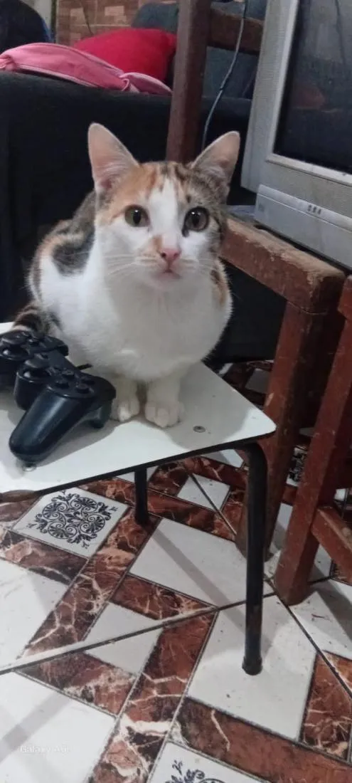 Gato raça SRD-ViraLata idade 7 a 11 meses nome TRICOLORZINHO 