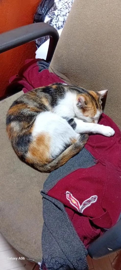 Gato raça SRD-ViraLata idade 7 a 11 meses nome TRICOLORZINHO 