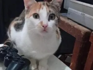Gato raça SRD-ViraLata idade 7 a 11 meses nome TRICOLORZINHO 