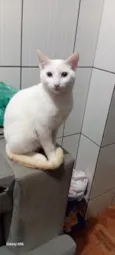 BRANQUINHO 