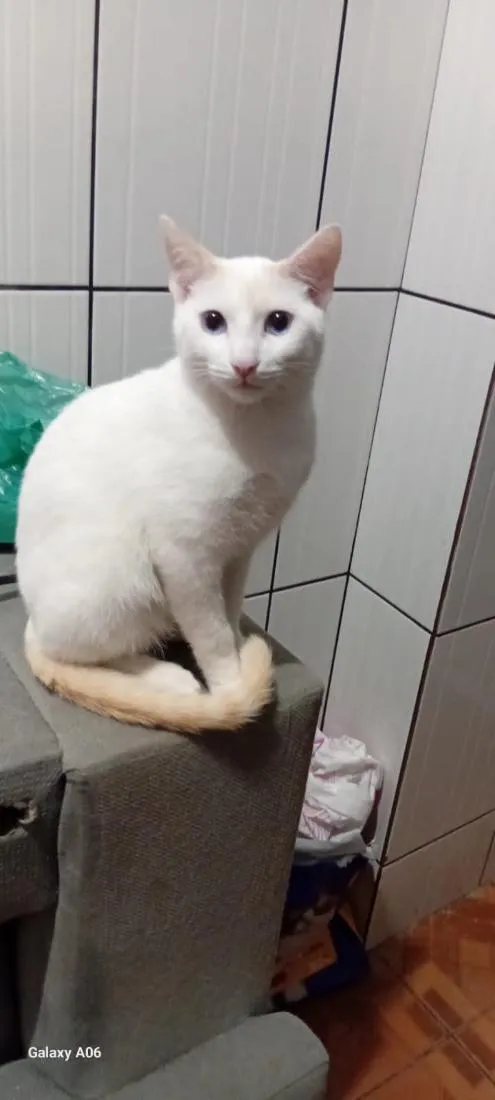 Gato raça SRD-ViraLata idade 1 ano nome BRANQUINHO 
