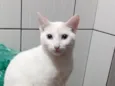 BRANQUINHO 