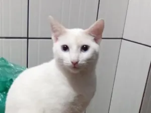 Gato raça SRD-ViraLata idade 1 ano nome BRANQUINHO 