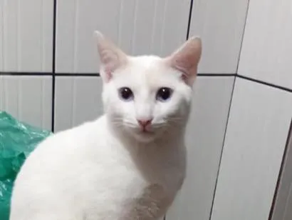 Gato raça SRD-ViraLata idade 1 ano nome BRANQUINHO 