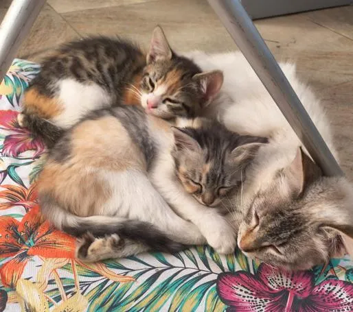 Gato raça SRD-ViraLata idade 1 ano nome menina