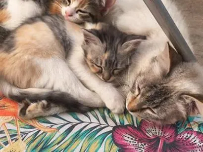 Gato raça SRD-ViraLata idade 1 ano nome menina