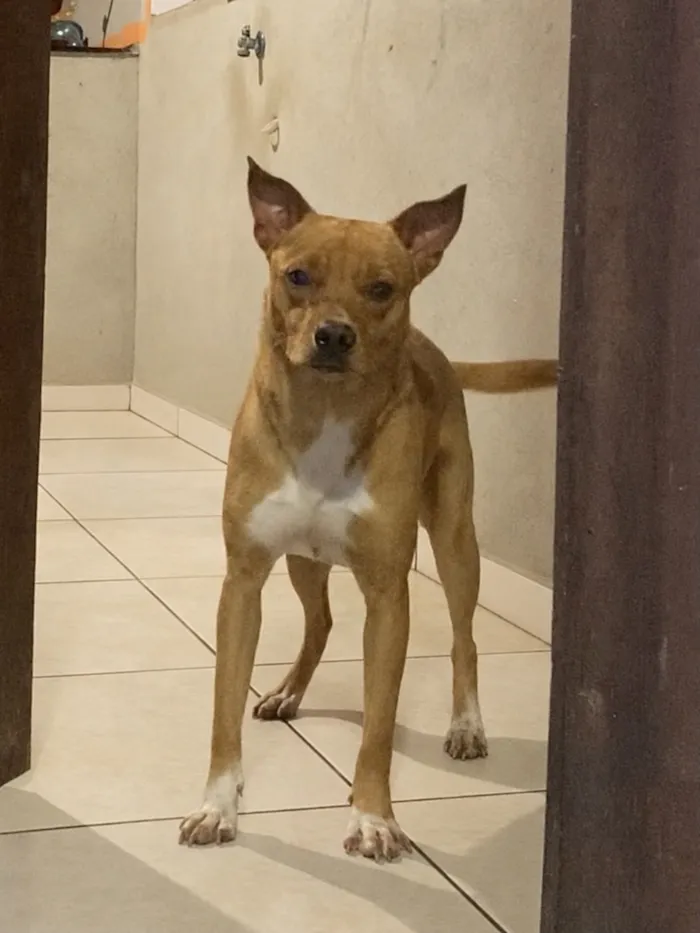 Cachorro raça SRD-ViraLata idade 1 ano nome Hannah Montannah