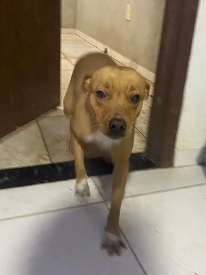 Cachorro raça SRD-ViraLata idade 1 ano nome Hannah Montannah