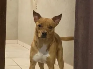 Cachorro raça SRD-ViraLata idade 1 ano nome Hannah Montannah