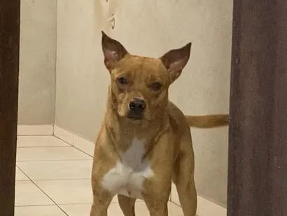 Cachorro raça SRD-ViraLata idade 1 ano nome Hannah Montannah