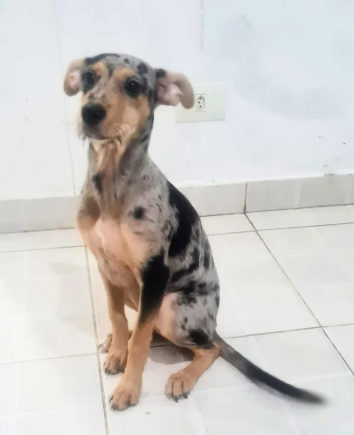 Cachorro raça SRD-ViraLata idade 2 a 6 meses nome Ruby