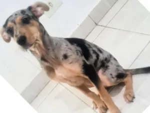 Cachorro raça SRD-ViraLata idade 2 a 6 meses nome Ruby