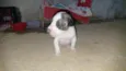Frederico 