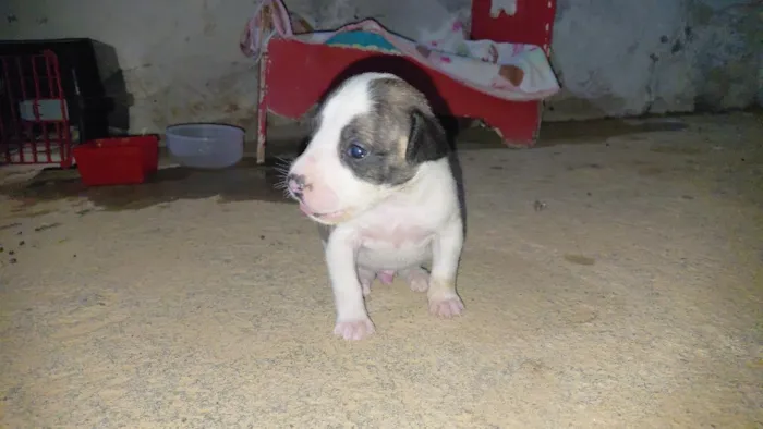 Cachorro raça Pit-Bull idade Abaixo de 2 meses nome Frederico 