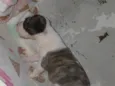 Frederico 