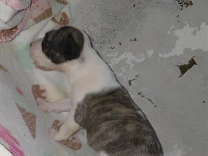 Cachorro raça Pit-Bull idade Abaixo de 2 meses nome Frederico 