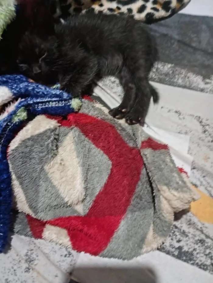 Gato raça SRD-ViraLata idade Abaixo de 2 meses nome Chocolate
