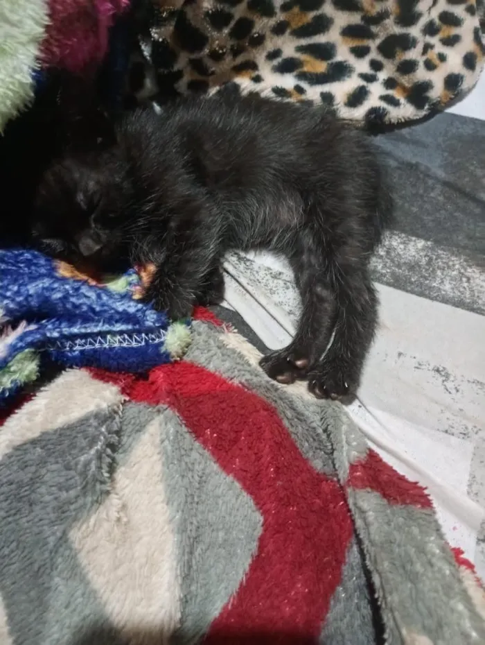 Gato raça SRD-ViraLata idade Abaixo de 2 meses nome Chocolate