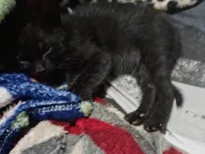 Gato raça SRD-ViraLata idade Abaixo de 2 meses nome Chocolate