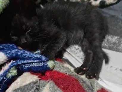 Gato raça SRD-ViraLata idade Abaixo de 2 meses nome Chocolate